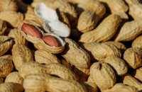 Are Peanuts Good For You? This is what Science has to say!